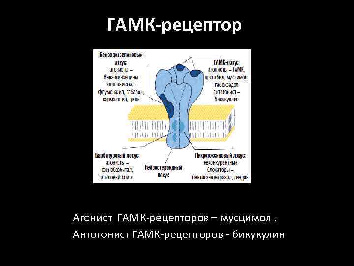 ГАМК-рецептор Агонист ГАМК-рецепторов – мусцимол. Антогонист ГАМК-рецепторов - бикукулин 