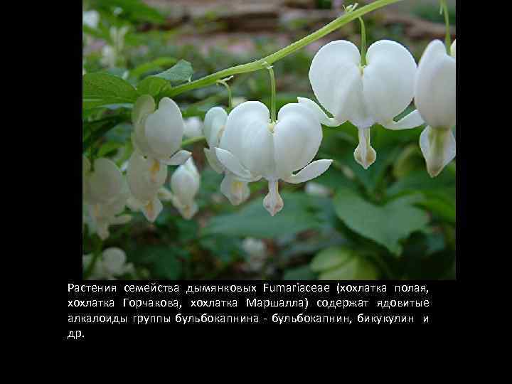 Растения семейства дымянковых Fumariaceae (хохлатка полая, хохлатка Горчакова, хохлатка Маршалла) содержат ядовитые алкалоиды группы