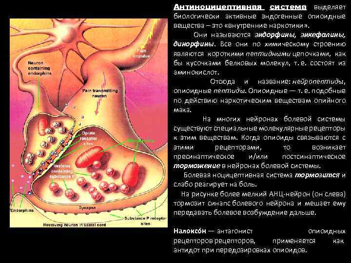 Антиноцицептивная система выделяет биологически активные эндогенные опиоидные вещества – это «внутренние наркотики» . Они