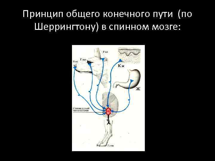 Принцип общего конечного пути (по Шеррингтону) в спинном мозге: 