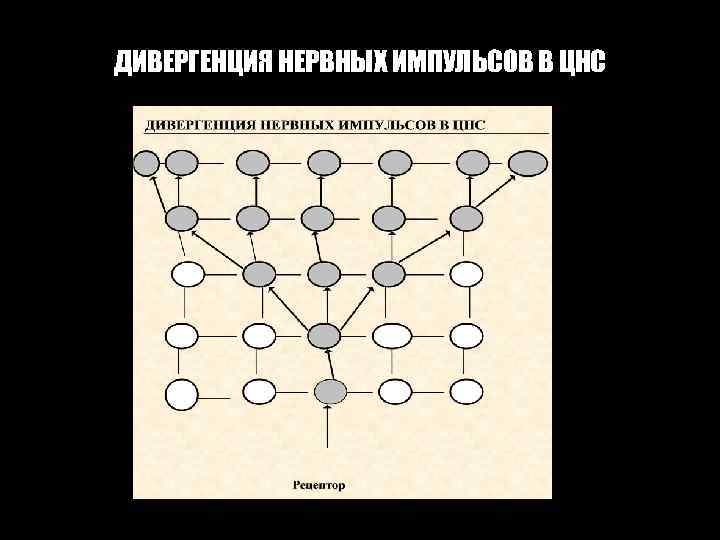 ДИВЕРГЕНЦИЯ НЕРВНЫХ ИМПУЛЬСОВ В ЦНС 