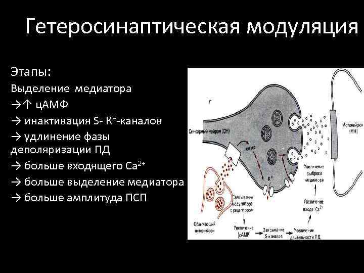 Гетеросинаптическая модуляция Этапы: Выделение медиатора →↑ ц. АМФ → инактивация S- К+-каналов → удлинение