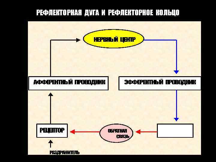 РЕФЛЕКТОРНАЯ ДУГА И РЕФЛЕКТОРНОЕ КОЛЬЦО 