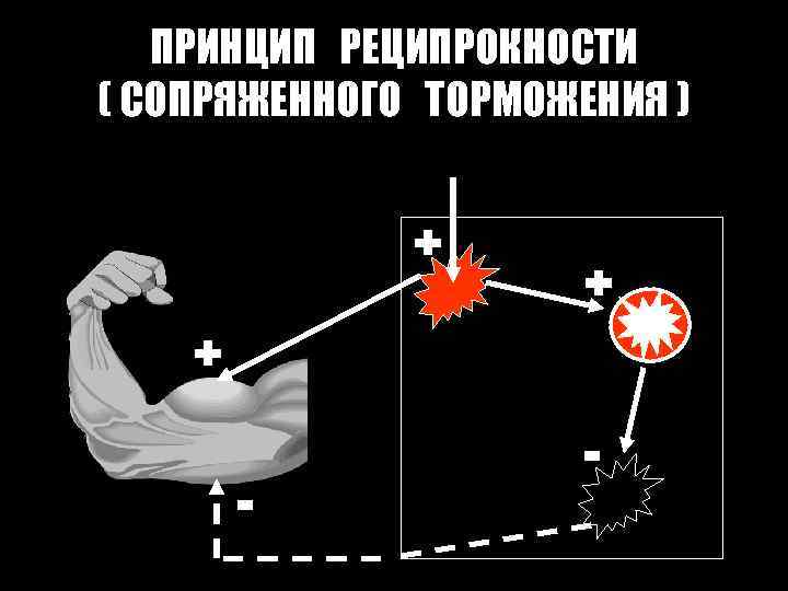 ПРИНЦИП РЕЦИПРОКНОСТИ ( СОПРЯЖЕННОГО ТОРМОЖЕНИЯ ) + + + - - 