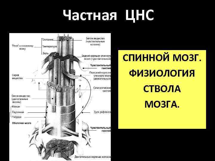 Частная ЦНС СПИННОЙ МОЗГ. ФИЗИОЛОГИЯ СТВОЛА МОЗГА. 