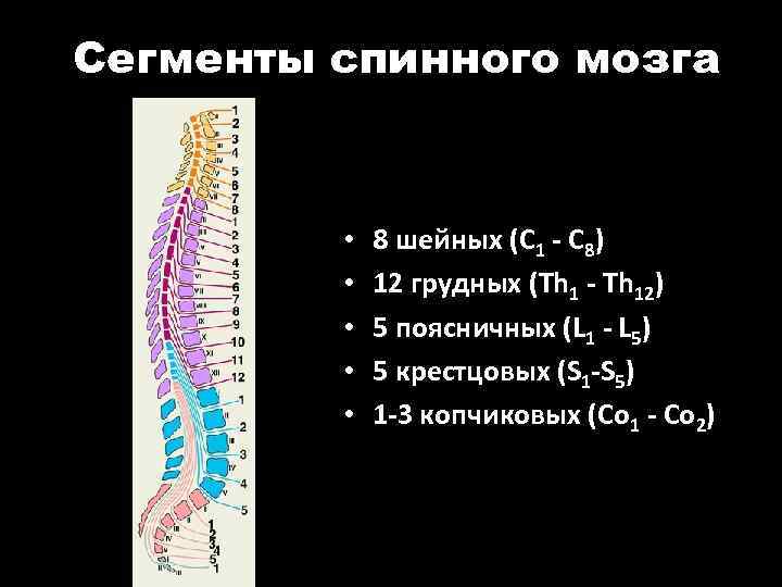 Сегменты спинного мозга • • • 8 шейных (C 1 - C 8) 12