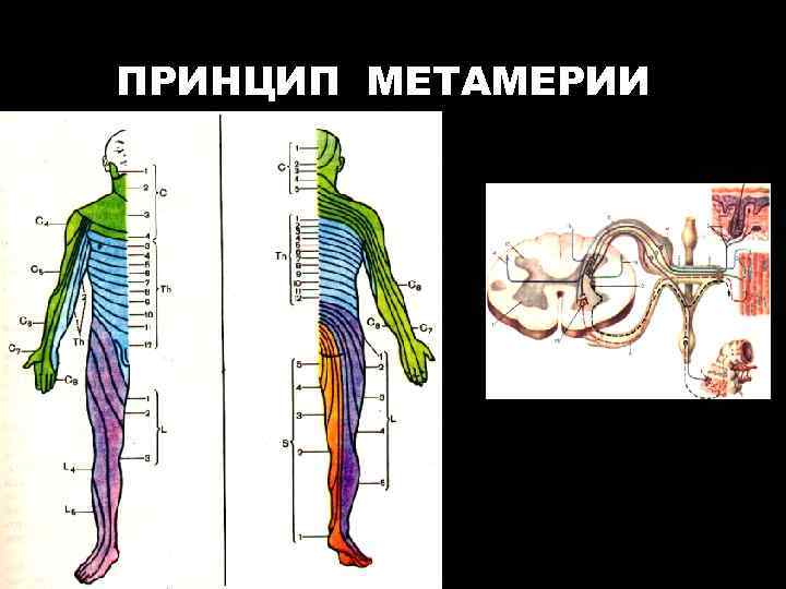 ПРИНЦИП МЕТАМЕРИИ 