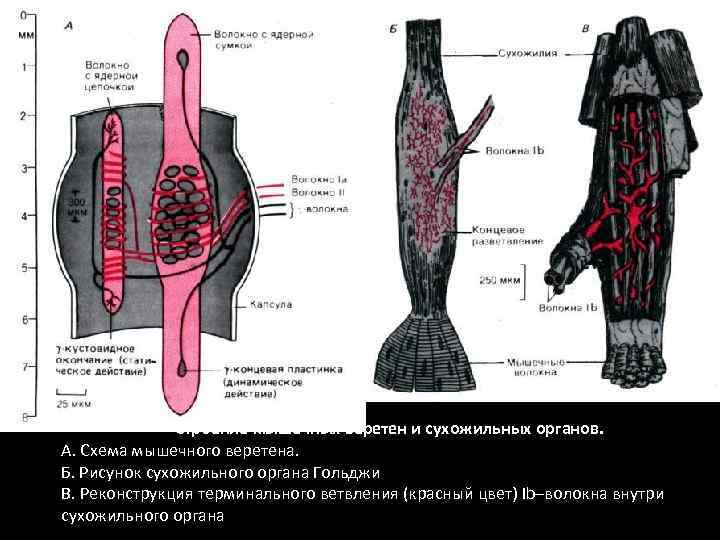 Строение мышечных веретен и сухожильных органов. А. Схема мышечного веретена. Б. Рисунок сухожильного органа