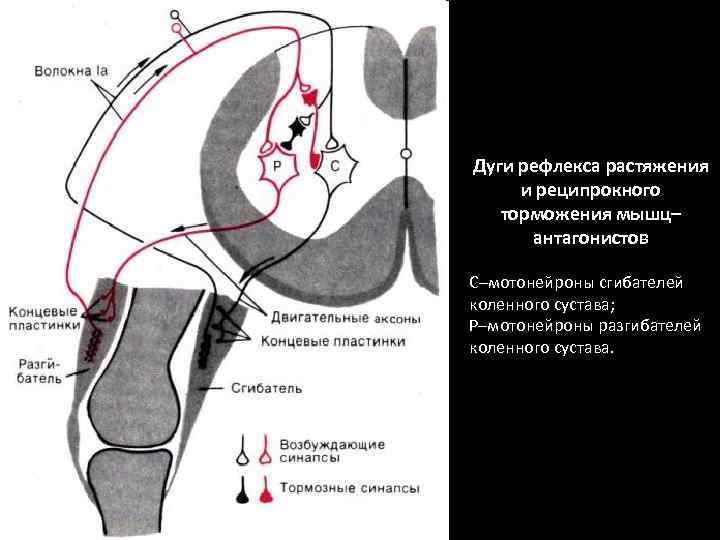 Дуги рефлекса растяжения и реципрокного торможения мышц– антагонистов С–мотонейроны сгибателей коленного сустава; Р–мотонейроны разгибателей