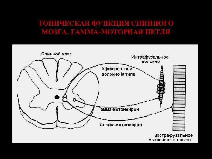 ТОНИЧЕСКАЯ ФУНКЦИЯ СПИННОГО МОЗГА. ГАММА-МОТОРНАЯ ПЕТЛЯ 