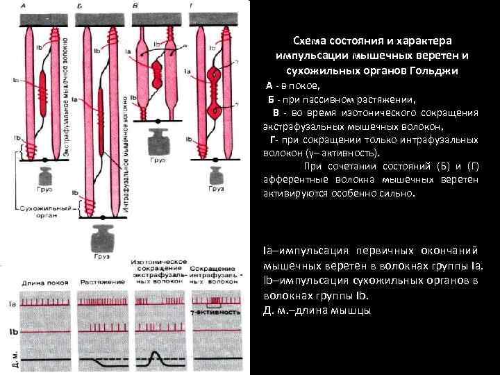 Схема состояния и характера импульсации мышечных веретен и сухожильных органов Гольджи А - в