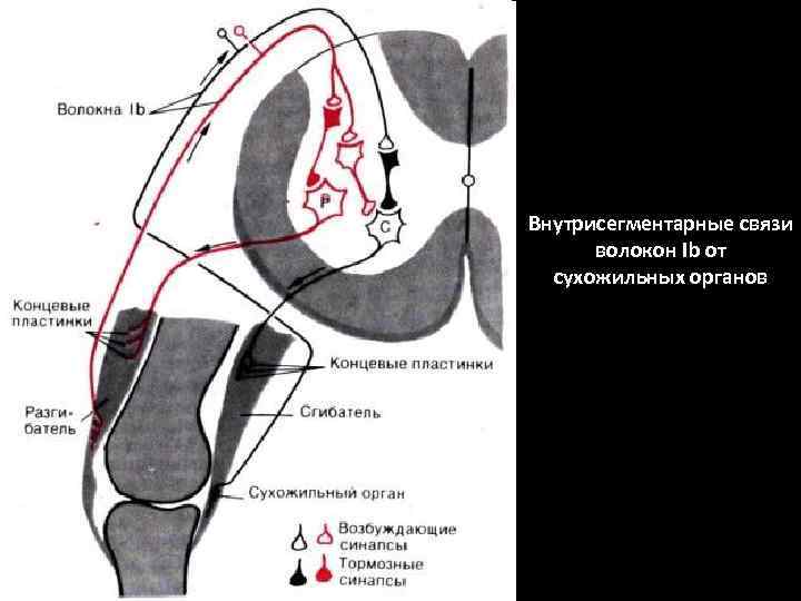 Внутрисегментарные связи волокон Ib от сухожильных органов 