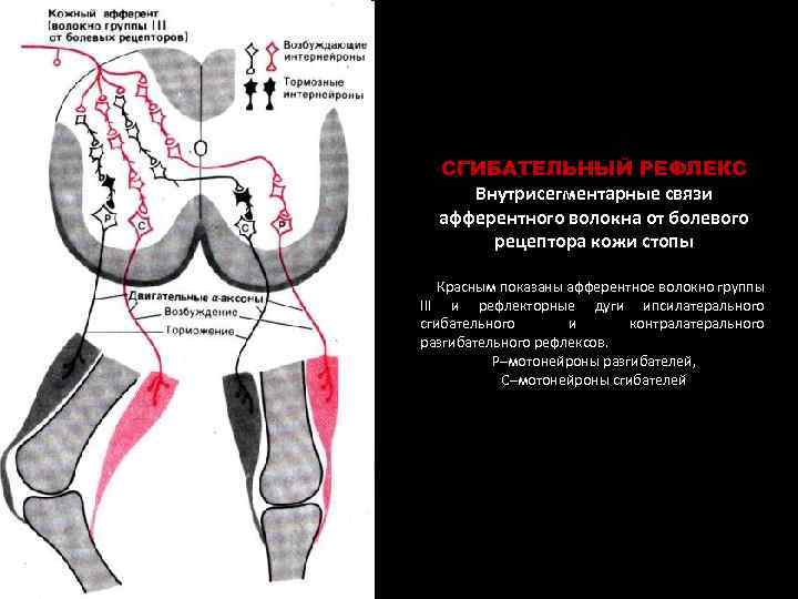 СГИБАТЕЛЬНЫЙ РЕФЛЕКС Внутрисегментарные связи афферентного волокна от болевого рецептора кожи стопы Красным показаны афферентное