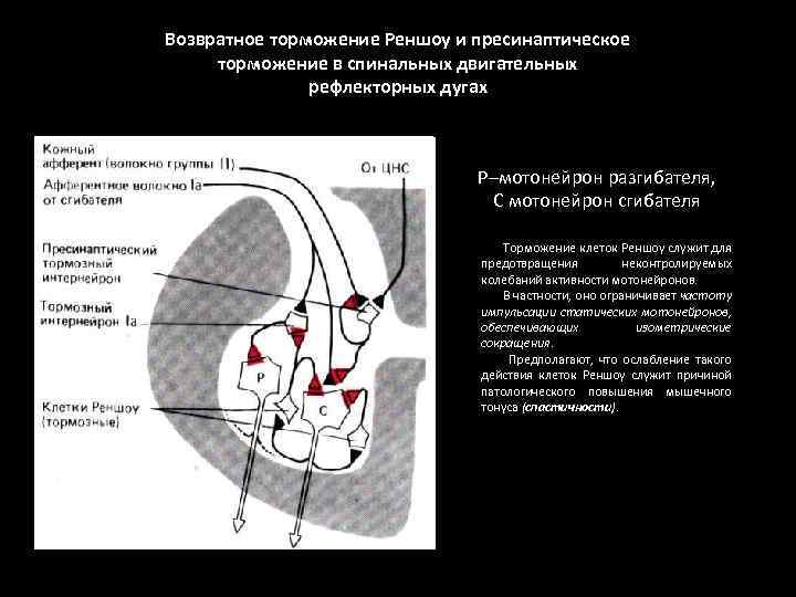 Возвратное торможение Реншоу и пресинаптическое торможение в спинальных двигательных рефлекторных дугах Р–мотонейрон разгибателя, С