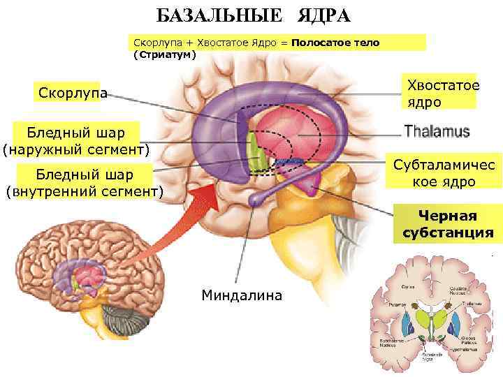 БАЗАЛЬНЫЕ ЯДРА Скорлупа + Хвостатое Ядро = Полосатое тело (Стриатум) Хвостатое ядро Скорлупа Бледный