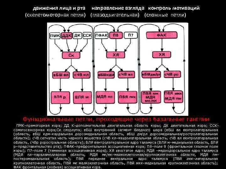  движения лица и рта направление взгляда контроль мотиваций (скелетомоторная петля) (глазодвигательная) (сложные петли)