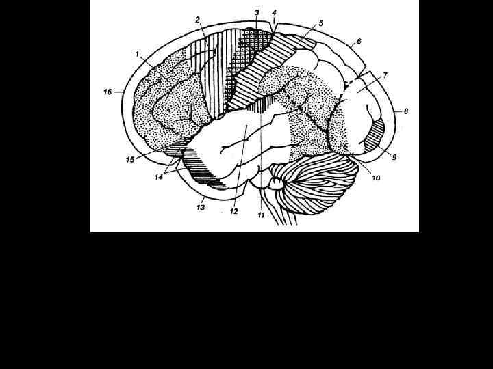 Четыре основные доли коры головного мозга (лобная, височная, теменная и затылочная). Вид сбоку 1