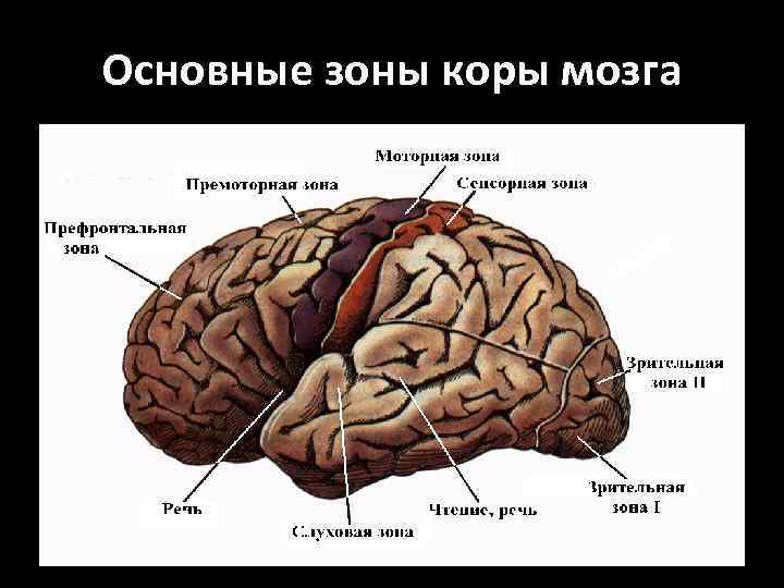 Основные зоны коры мозга 