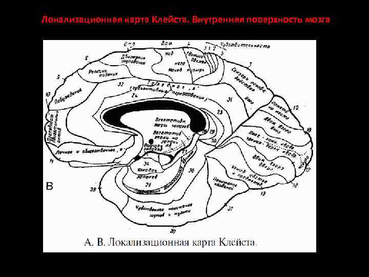 Локализационная карта Клейста. Внутренняя поверхность мозга 