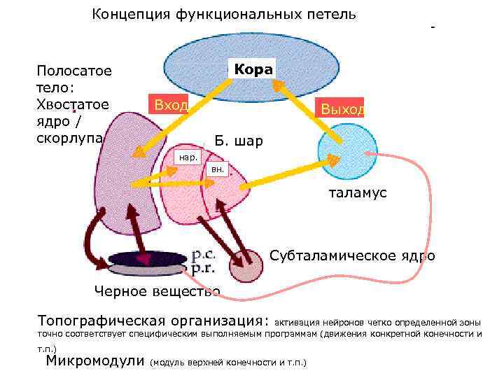 Концепция функциональных петель Полосатое тело: Хвостатое ядро / скорлупа Кора Вход Выход Б. шар