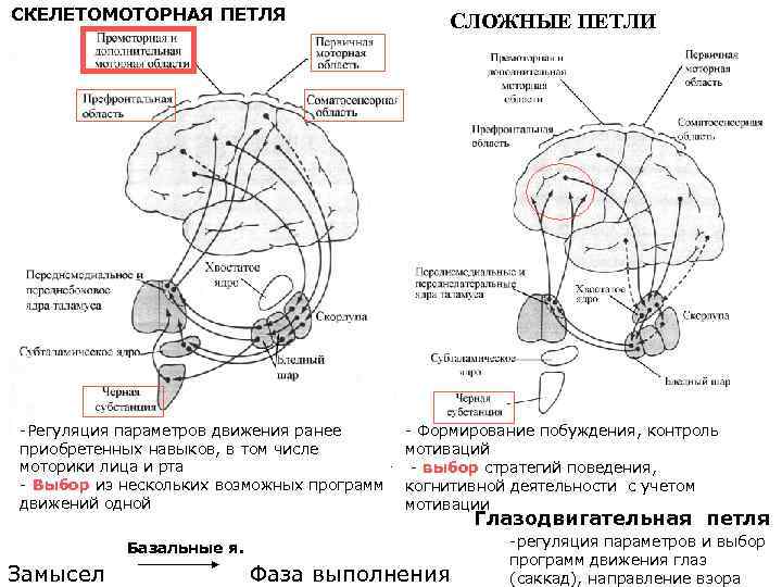 СКЕЛЕТОМОТОРНАЯ ПЕТЛЯ -Регуляция параметров движения ранее приобретенных навыков, в том числе моторики лица и