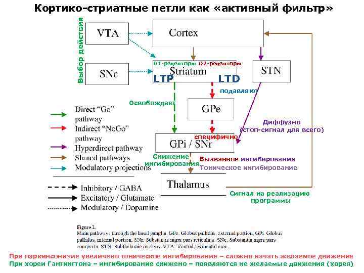 Выбор действия Кортико-стриатные петли как «активный фильтр» D 1 -рецепторы D 2 -рецепторы LTP