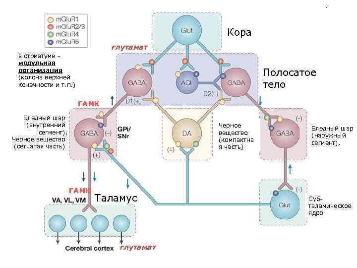 Кора глутамат в стриатуме - модульная организация (колона верхней конечности и т. п. )