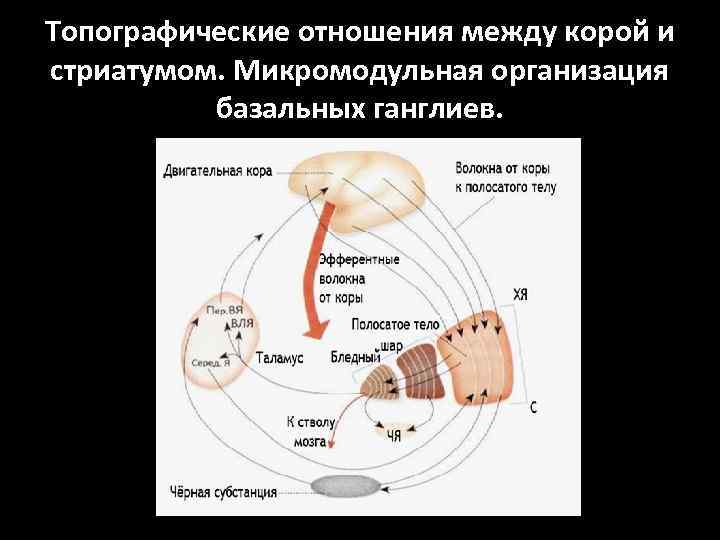 Топографические отношения между корой и стриатумом. Микромодульная организация базальных ганглиев. 