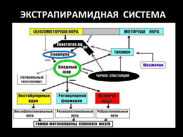 ЭКСТРАПИРАМИДНАЯ СИСТЕМА 