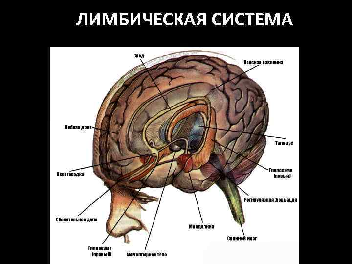 ЛИМБИЧЕСКАЯ СИСТЕМА 
