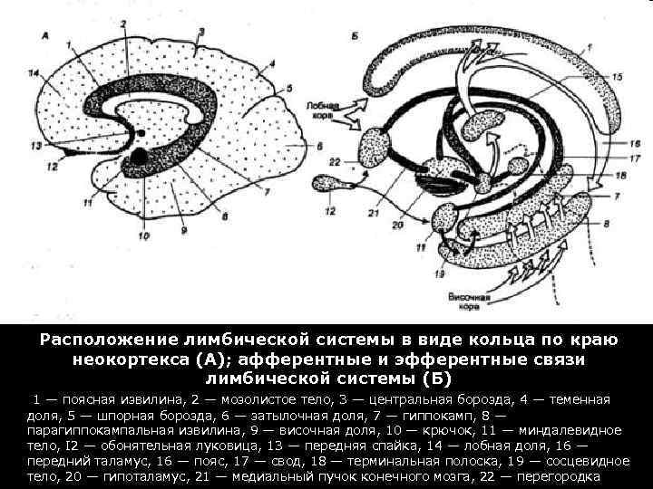 Расположение лимбической системы в виде кольца по краю неокортекса (А); афферентные и эфферентные связи