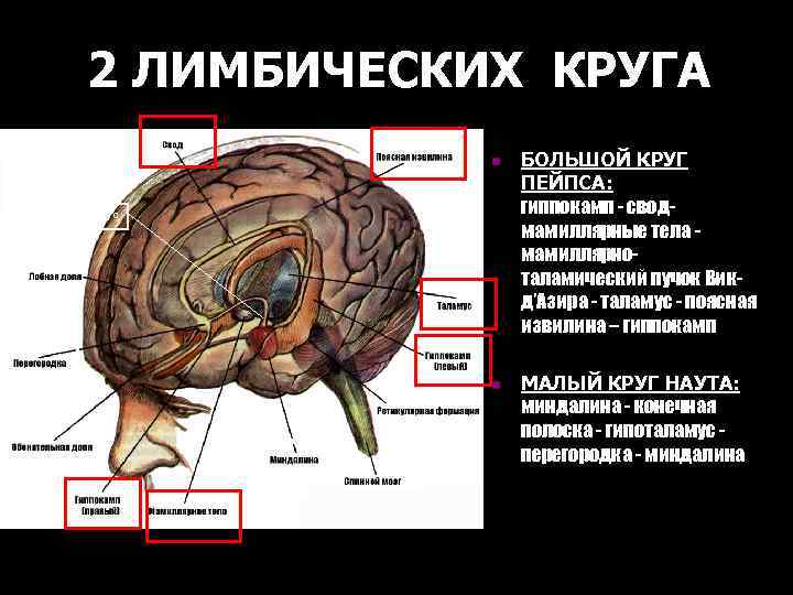 2 ЛИМБИЧЕСКИХ КРУГА n гипоталамус n БОЛЬШОЙ КРУГ ПЕЙПСА: гиппокамп - сводмамиллярные тела мамиллярноталамический