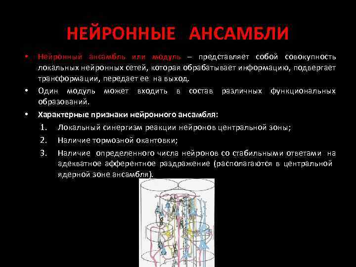 НЕЙРОННЫЕ АНСАМБЛИ • • • Нейронный ансамбль или модуль – представляет собой совокупность локальных