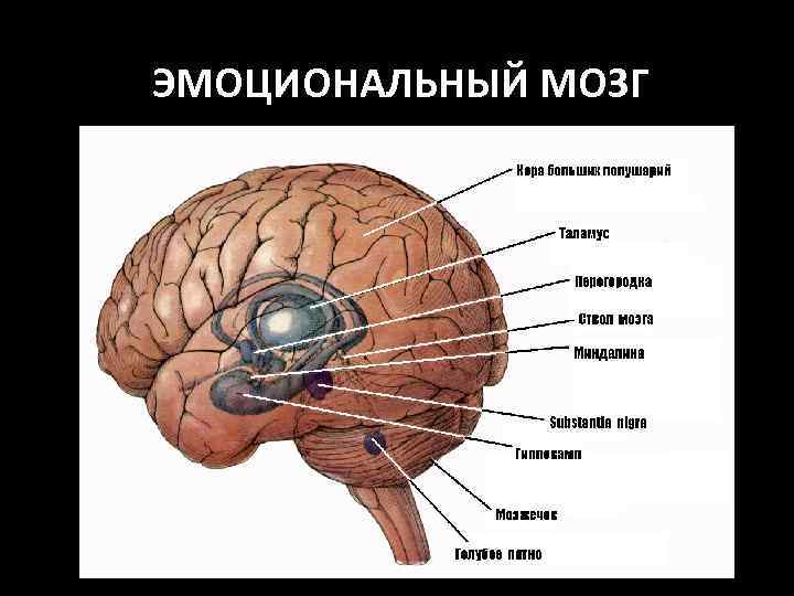 ЭМОЦИОНАЛЬНЫЙ МОЗГ 