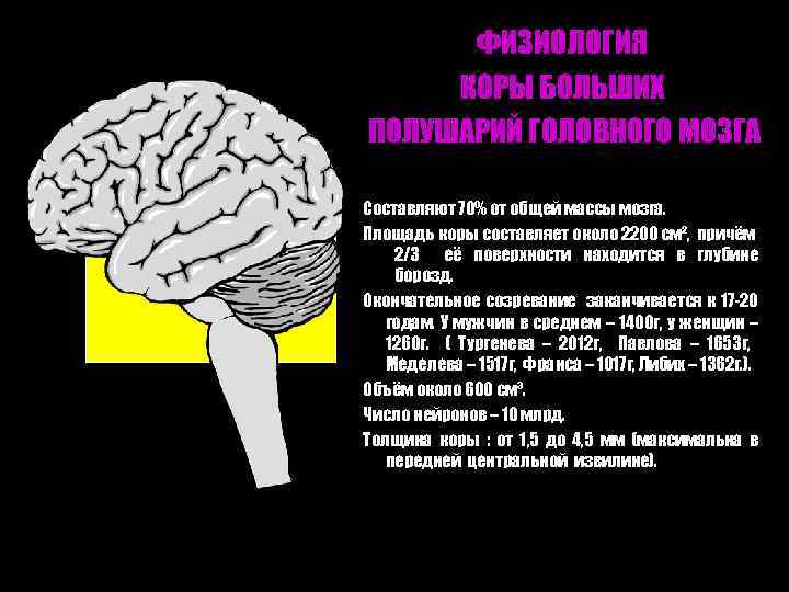 ФИЗИОЛОГИЯ КОРЫ БОЛЬШИХ ПОЛУШАРИЙ ГОЛОВНОГО МОЗГА Составляют 70% от общей массы мозга. Площадь коры