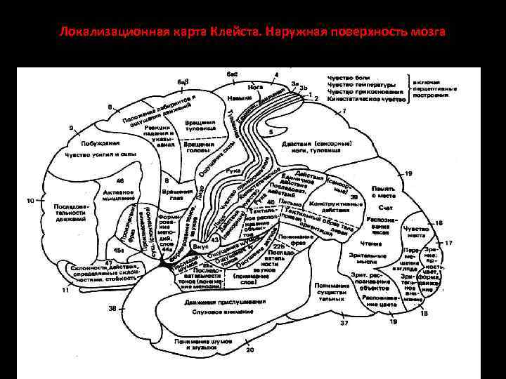 Локализационная карта Клейста. Наружная поверхность мозга 