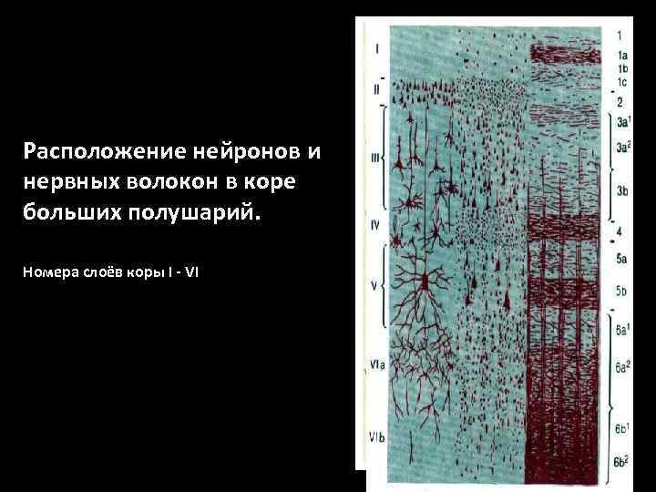 Расположение нейронов и нервных волокон в коре больших полушарий. Номера слоёв коры I -