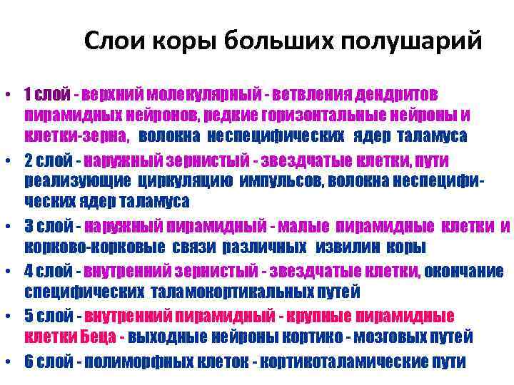 Слои коры больших полушарий • 1 слой - верхний молекулярный - ветвления дендритов пирамидных