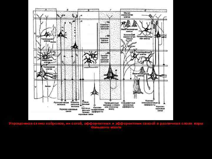 Упрощенная схема нейронов, их сетей, афферентных и эфферентных связей в различных слоях коры большого