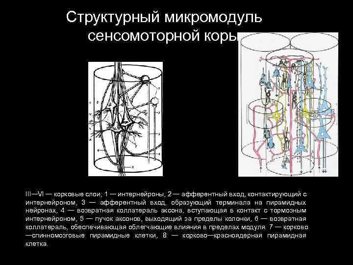 Структурный микромодуль сенсомоторной коры III—VI — корковые слои; 1 — интернейроны, 2 — афферентный