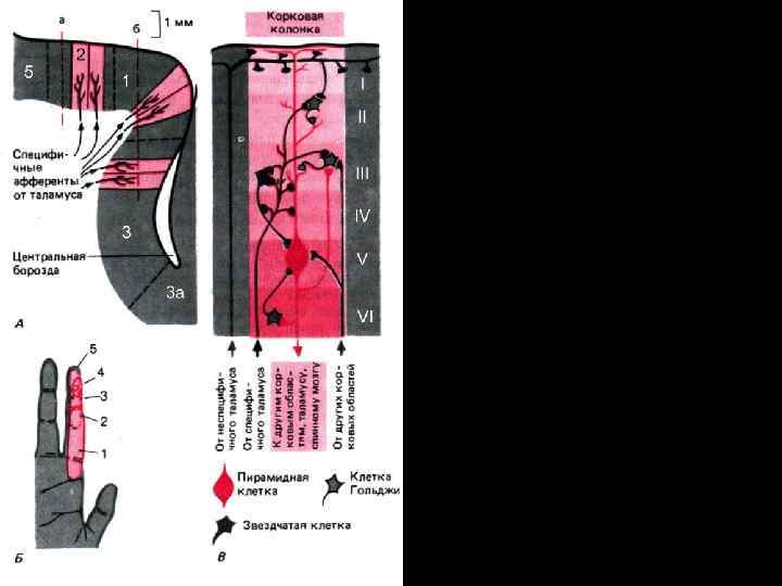 Колончатая организация корковых нейронов. А. Сагиттальный разрез через постцентральную извилину. Б. Рецептивные поля (ладонь