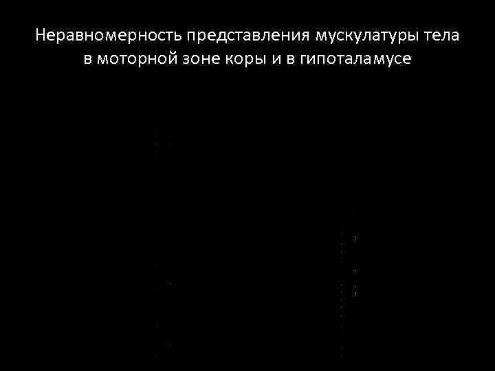 Неравномерность представления мускулатуры тела в моторной зоне коры и в гипоталамусе 