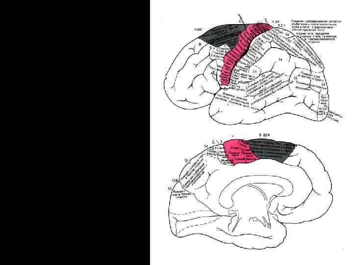  • ПМК–премоторная латеральное поле 6; кора, или • ДК–двигательная кора, или поле 4