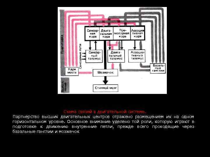 Схема связей в двигательной системе. Партнерство высших двигательных центров отражено размещением их на одном