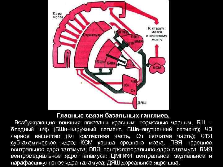 Главные связи базальных ганглиев. Возбуждающие влияния показаны красным, тормозные–черным. БШ – бледный шар (БШн–наружный