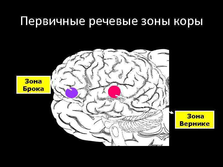 Первичные речевые зоны коры Зона Брока Зона Вернике 