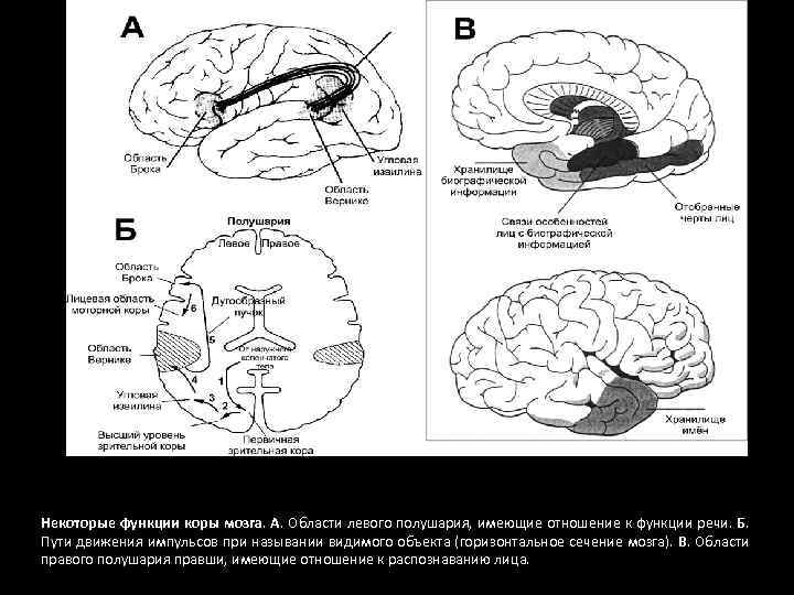 Некоторые функции коры мозга. А. Области левого полушария, имеющие отношение к функции речи. Б.