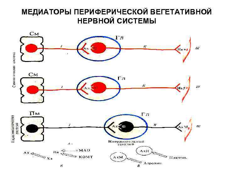 МЕДИАТОРЫ ПЕРИФЕРИЧЕСКОЙ ВЕГЕТАТИВНОЙ НЕРВНОЙ СИСТЕМЫ 