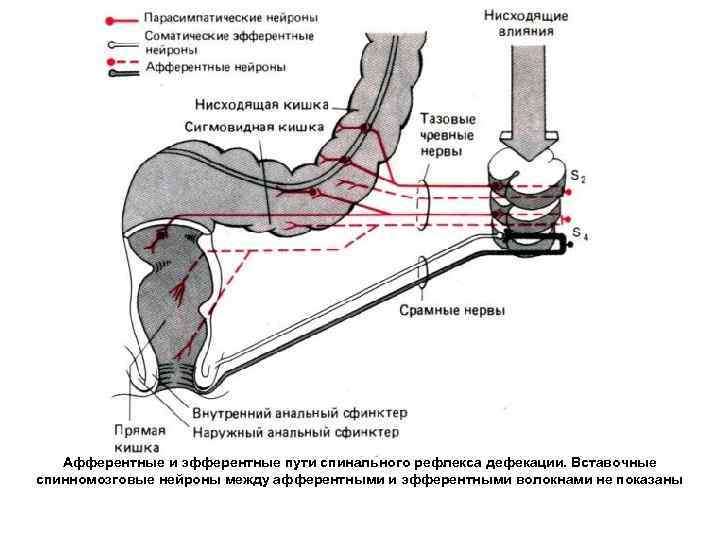 Схема акта дефекации