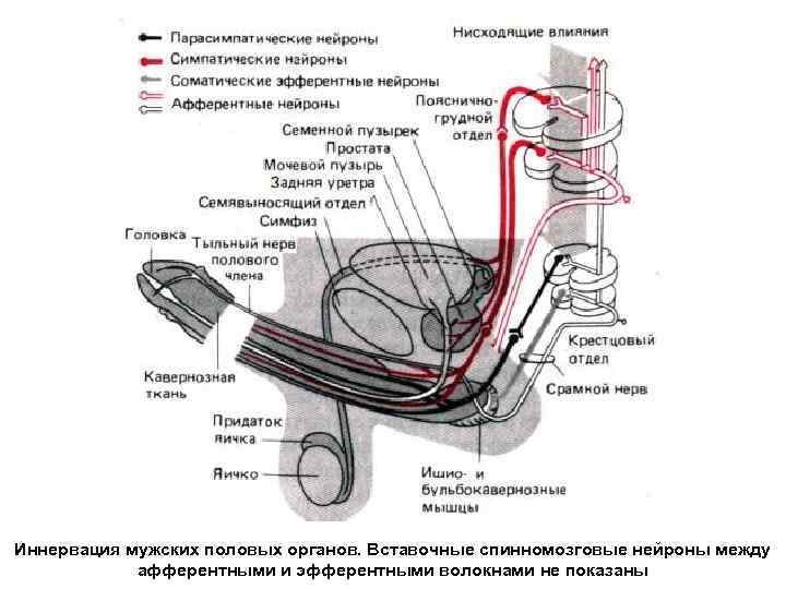 Иннервация мужских половых органов. Вставочные спинномозговые нейроны между афферентными и эфферентными волокнами не показаны